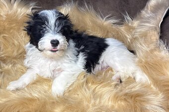 Biewer Yorkshire Terrier s PP - 7