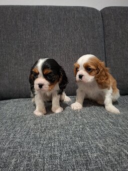 Cavalier kavalier king charles spaniel - 7
