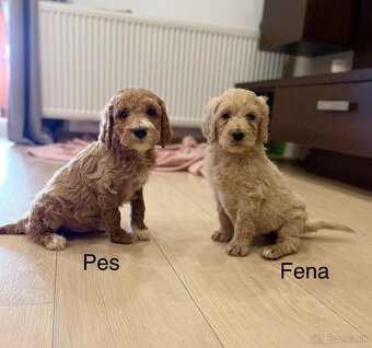 Goldendoodle stredny - 7