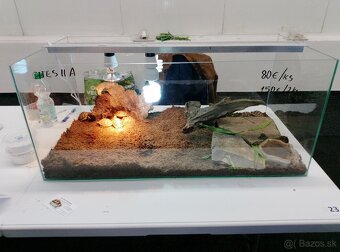 suchozemská korytnačka vlastný odchov 2025 - 7