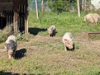 gottingenske mini prasiatka prasa prasce gotingen sviňa svin - 7