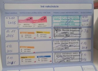 Americký Staford - 7