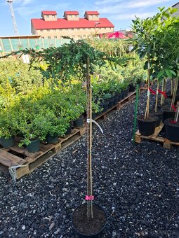 Stromy na kmienku - 7