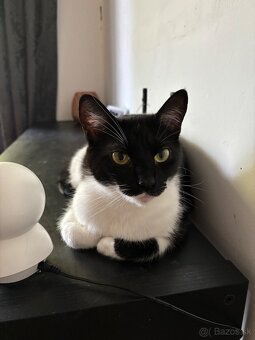 Svojská Lolla(pivo) hľadá domov - 7