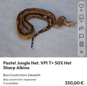 Veľhad kráľovský/ Boa constrictor - 7
