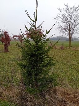 VIANOCNY ZIVY STROMCEK - 7