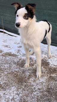 Border kolia tricolor - 7