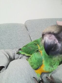 Papagáj senegalsky - 7