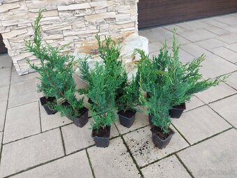 Cyprusovec leylandský (Cupressocyparis leylandii) - 7