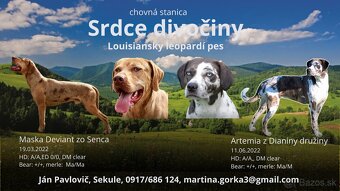 Louisianský leopardí pes s PP - 7