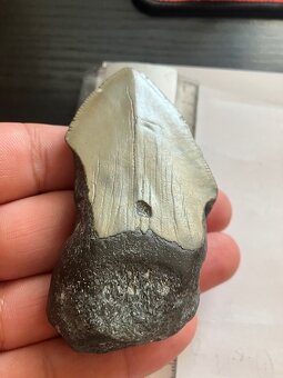 Fosília, skamenelina, Megalodon, zub, žralok - inzerát č.12 - 7