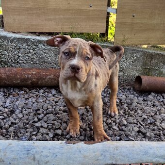 American Bully Xl - 7
