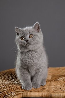🐱 Hľadáme otrokov Teda... ehm... milujúcich majiteľov - 7