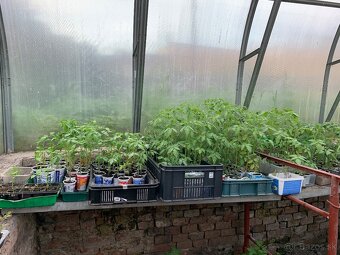 Planty rajcin a paprika - 7