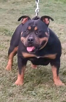 American bully pocket - 7