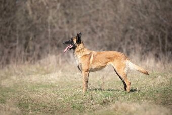 Belgický ovčiak Malinois s PP - 7