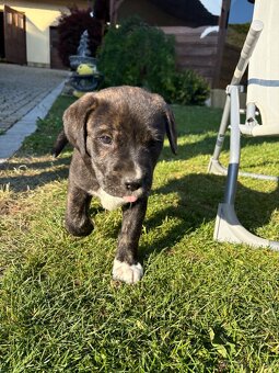Šteniatko pitbull - 7