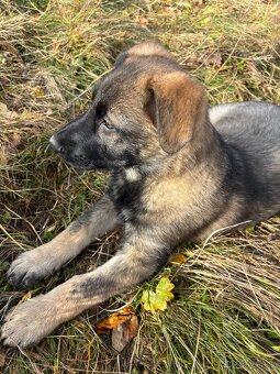 Šteniatka nemeckého ovčiaka - 7