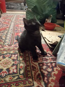 Darujem mačiatko - 7