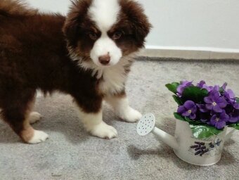 Miniaturní Americký ovčák s PP - 7