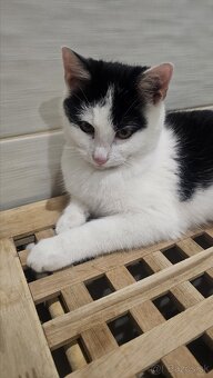 Darujem 4,5mes. kocúrika,zaočkovaný,zdravý - 7