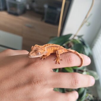 Pagekon riasnatý/Correlophus ciliatus - 7