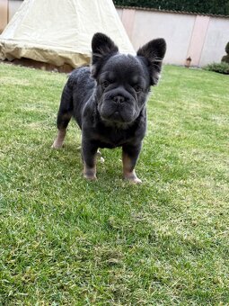 Francuzsky buldoček isabella and tan merle a big rope fenka - 7