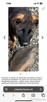 Šteniatko nemecký vlčiak - 7