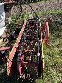 Hrabčka pasová - 7