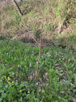 Paulownia - 7