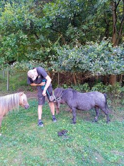 Falabella mini minihorse pony - 7