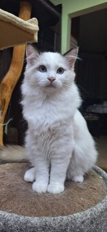 Ragdoll kocúrik - 7