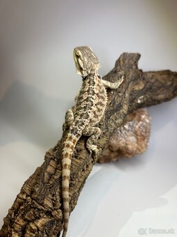 Agama bradatá - samce aj samice - 7