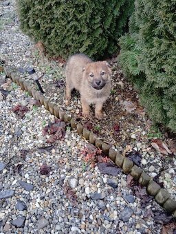 Československý vlčiak - 7