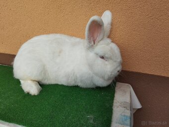 NOVOZELANSKY.   BIELI - 7