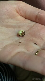 Slimák africký - 7