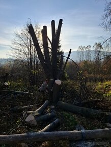Rizikový výrub a orez stromov, kosenie a údržba pozemkov - 7