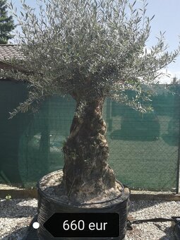 Olivovník bonsai - 7