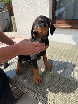 Šteňatá Doberman - 7