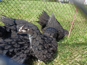 Australorp sliepky na predaj - 7