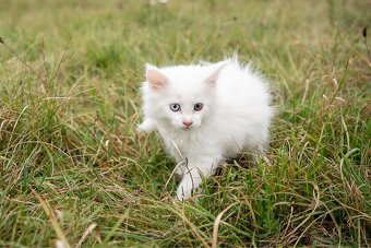 Mačiatka maine coon - 7