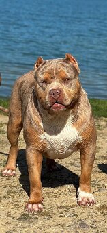 American bully xl, pitbull xxl merle tricolor k odberu - 7