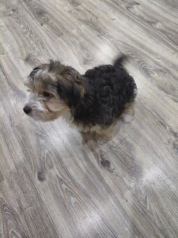 Yorkshirsky teriér - 7