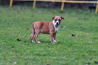 Americký stafordšírsky teriér s pp - 7