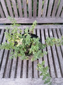 Kocúrnik - medonosná, nenáročná trvalka - 7