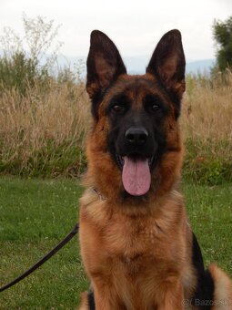 Nemecký ovčiak - šteniatka s PP na predaj - 7