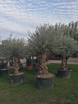 Olivovník Mrazuvzdorný - 7