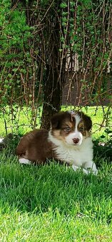 Border kólia - hnedo biely pes s pálením - 7