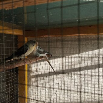 Andulky ciernokrídle blackwing - 7