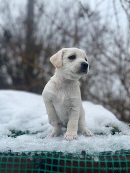 Darujem šteniatka - 7